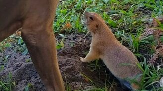 Не мешай мне копать! - смотреть видео (1:13)
