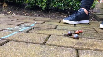 Гонка улиток - смотреть видео (0:17)