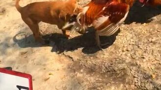 Петухи, хватит драться! - смотреть видео (0:28)