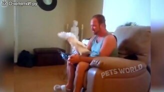 Коты и иные животные в весёлых сюжетах - смотреть видео (9:39)