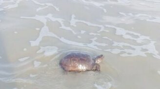 Волна спасает черепаху - смотреть видео (0:26)