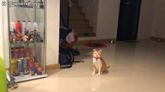 Котик знает трюк... - смотреть видео (0:05)