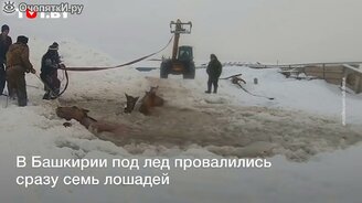 Семь лошадей вышли на слишком тонкий лёд - смотреть видео (0:52)