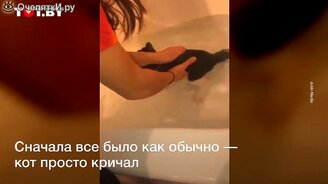 Попыталась помыть кота и сильно пожалела - смотреть видео (0:43)