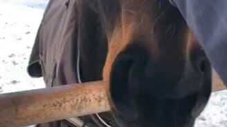 Я молодец, сделал всю работу! - смотреть видео (0:31)