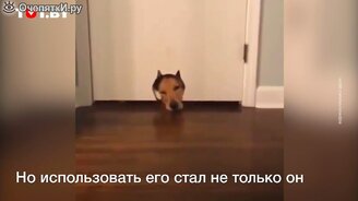 Сделали проход для кота, но забыли про важный нюанс - смотреть видео (0:20)