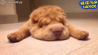 Множество весёлых мгновений с котами и псами - смотреть видео (10:05)