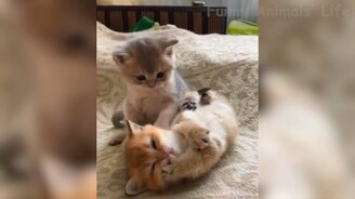 Самые смешные и чудесные питомцы - смотреть видео (11:25)