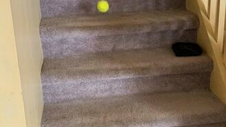 Псинка играет сама с собой - смотреть видео (0:31)