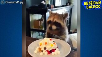 Животные в прикольной подборке - смотреть видео (8:01)