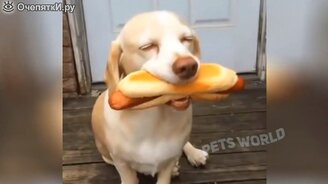 Весёлые псинки и кошечки - смотреть видео (5:27)