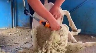Ловкий овечий парикмахер - смотреть видео (0:35)