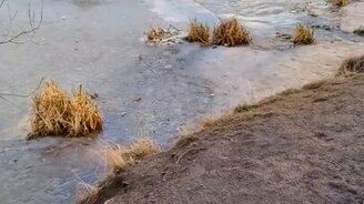 Женщина спасает собаку - смотреть видео (0:54)