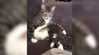 Весёлые собаки и смешные коты - смотреть видео (13:05)