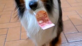 Собачий фокус с деньгами - смотреть видео (0:13)