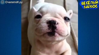 Коты и собаки, над которыми будешь смеяться - смотреть видео (8:57)