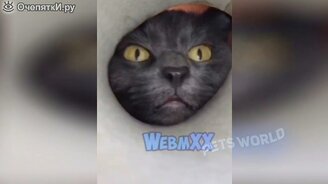 Приколы с домашними котами и псами - смотреть видео (6:03)