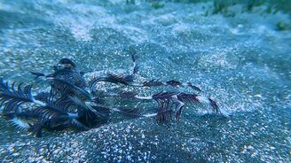 Удивительное морское существо - смотреть видео (1:02)