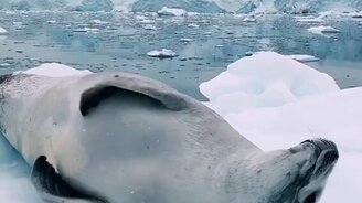 Будни серого тюленя - смотреть видео (0:15)