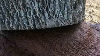 Внутри спиленного дерева - смотреть видео (0:16)