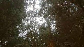 Дерево-гигант рассыпалось на глазах - смотреть видео (0:35)