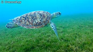 Как плавает черепаха - смотреть видео (0:37)