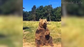 Животные, с которыми посмеёмся - смотреть видео (11:58)