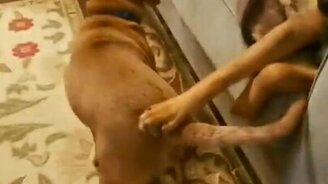 Собака собаку гладит - смотреть видео (0:15)