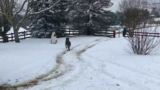 Покатай меня, пони! - смотреть видео (0:28)