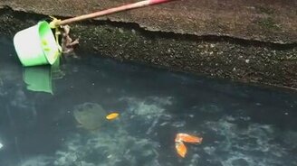 Спасение котёнка из канала - смотреть видео (0:37)