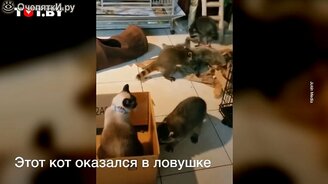 Кот оказался в ловушке - смотреть видео (0:57)