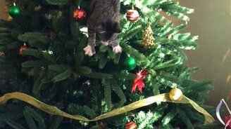 Кошка против рождественской ёлки - смотреть видео (0:31)