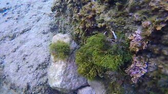 Маскировка находчивого краба - смотреть видео (0:34)