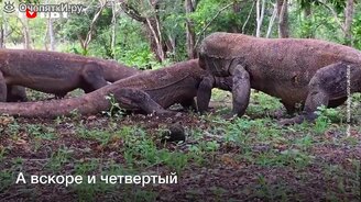 Битва драконов - смотреть видео (0:47)