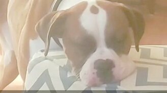 Пёс уснул, стоя возле стула - смотреть видео (0:09)