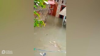 Кошка в наводнение - смотреть видео (0:30)