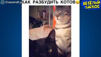 Искренне весёлые животные - смотреть видео (10:54)