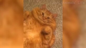 Задорные коты и псы - смотреть видео (13:02)