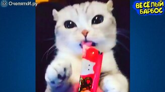 Желаете посмеяться над животными? - смотреть видео (7:51)