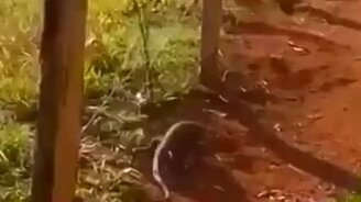 А не надо было гавкать - смотреть видео (0:09)