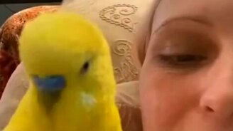 Покажу, как тигр носиком делает... - смотреть видео (0:40)