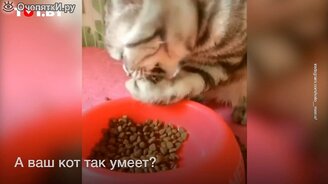 Кот ест, как человек - смотреть видео (0:14)