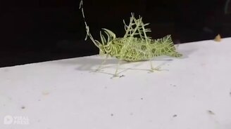 Живой листик на веточке? - смотреть видео (0:36)