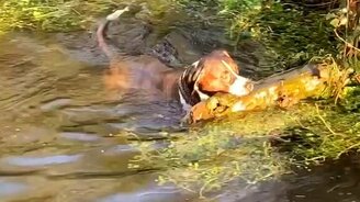 Любитель крупного размера - смотреть видео (0:58)