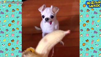 Псинки и котики в приколах - смотреть видео (9:33)