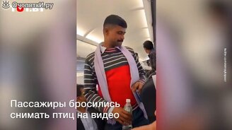 Внезапные гости в салоне самолёта - смотреть видео (0:38)