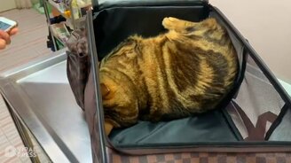 Когда не хочешь к врачу - смотреть видео (0:39)