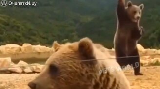 Смешные ролики с животными для улыбки - смотреть видео (5:40)