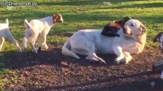 Игривые и весёлые питомцы - смотреть видео (9:57)
