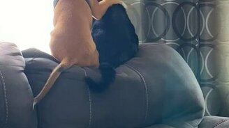 Друг, посмотрим в окно! - смотреть видео (0:19)